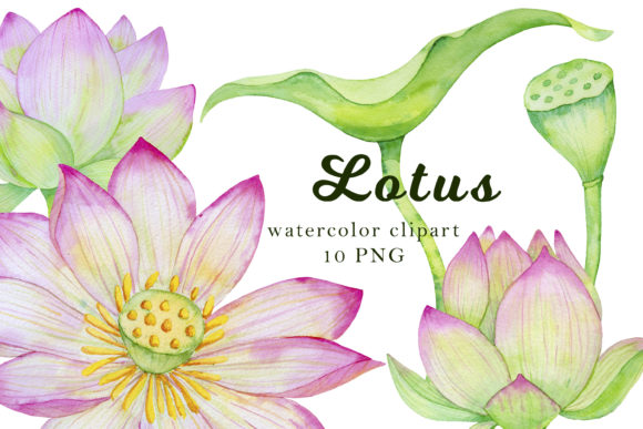 Download Lotus Clipart, Watercolor Flowers - Watercolor flowers Collection